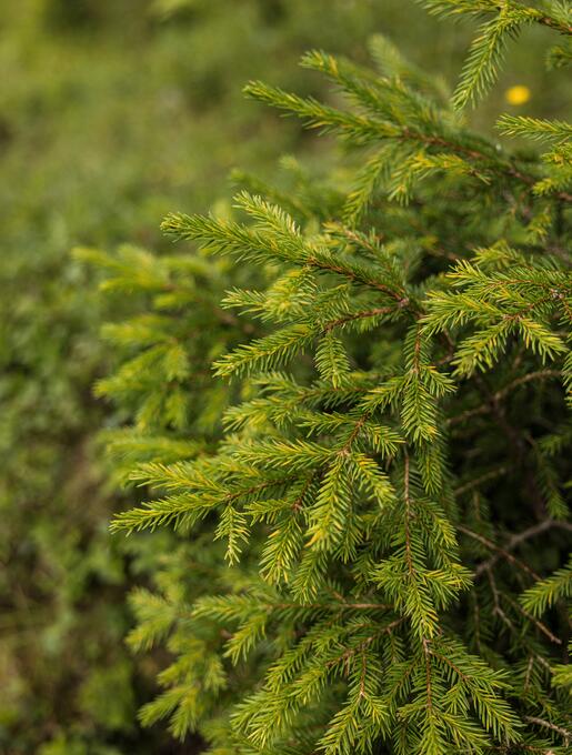 Close-up of a green conifer tree outdoors