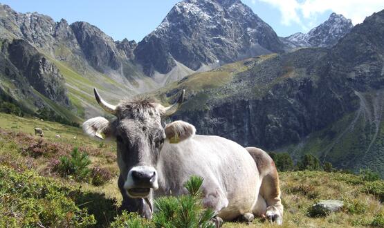 alpine cow Pitztal valley
