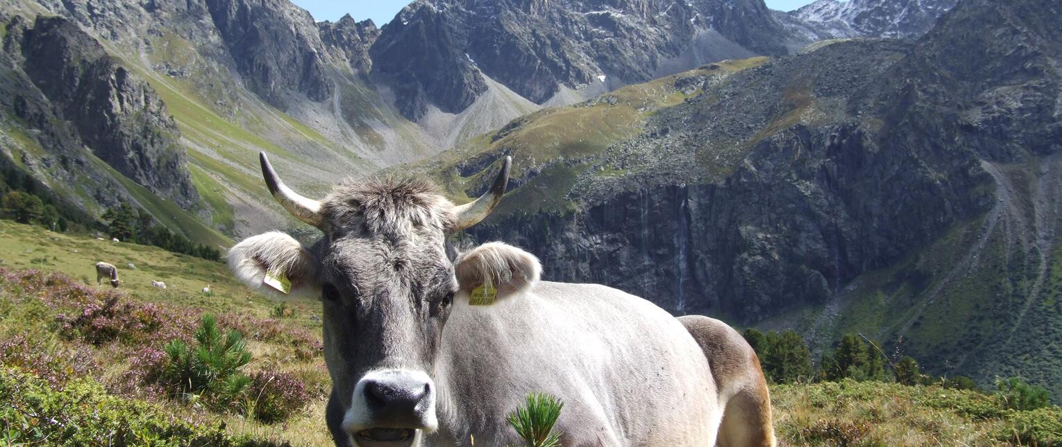 alpine cow Pitztal valley
