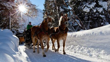 horse sleigh ride winter vacation Pitztal valley